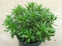 供应亦菜 亦药 亦茶——养心菜